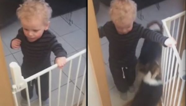 Toddler Helps Get Four Very Polite Corgis Their Dinner
