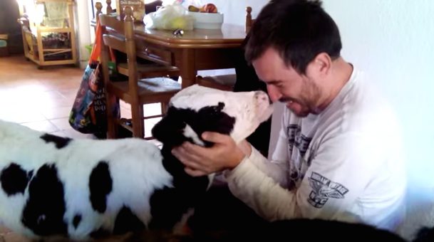 cow cuddles