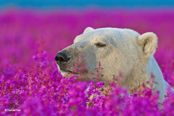 Polar Bear (Ursa maritimus) in fireweed (Epilobium angustifolium