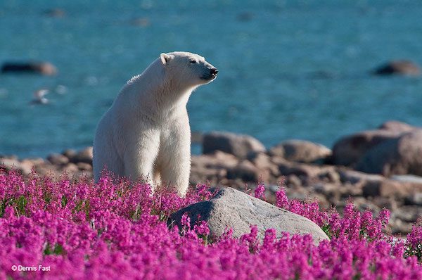 Polar Bear (Ursa maritimus) in fireweed (Epilobium angustifolium