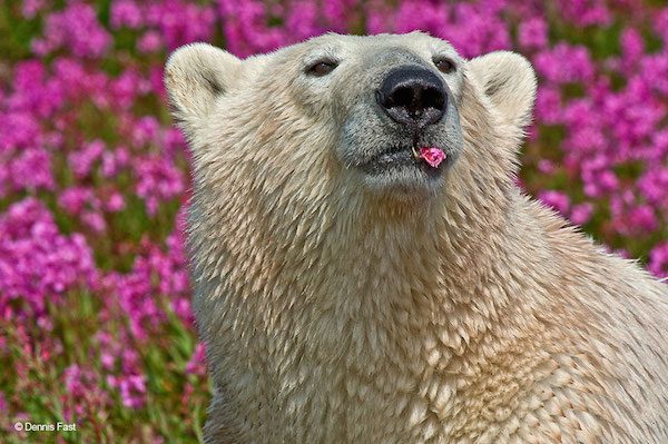 Polar Bear (Ursa maritimus) in fireweed (Epilobium angustifolium