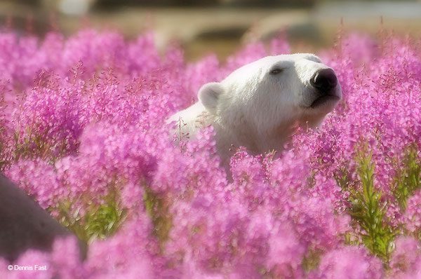 Polar Bear (Ursa maritimus) in fireweed (Epilobium angustifolium