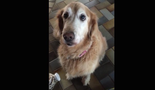 dog reacts to cancer results