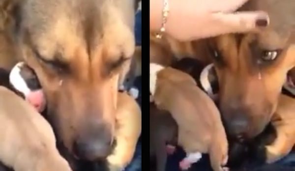 dog crying