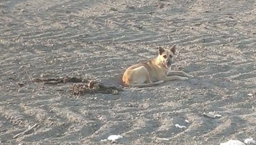 Stray Dog Refuses To Leave The Remains Of Her Friend Until Rescuers Help Her