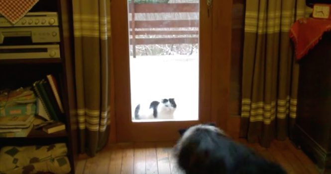 Clever Border Collie Plays Doorman For The Cat