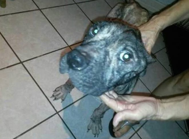 Stray Dog On His Last Legs Shows Up On Man’s Doorstep Asking For Help