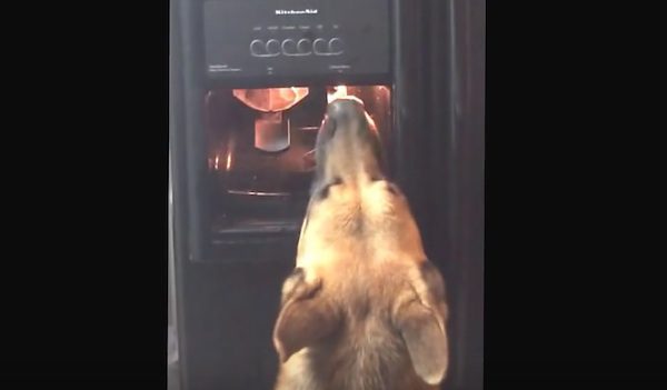 german shepherd drinks from fridge