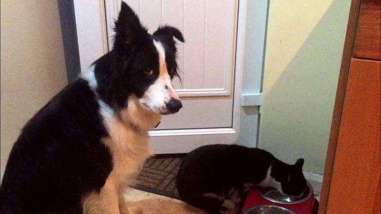 Sweet Dog Gently Reminds Cat to Save Him Some Food