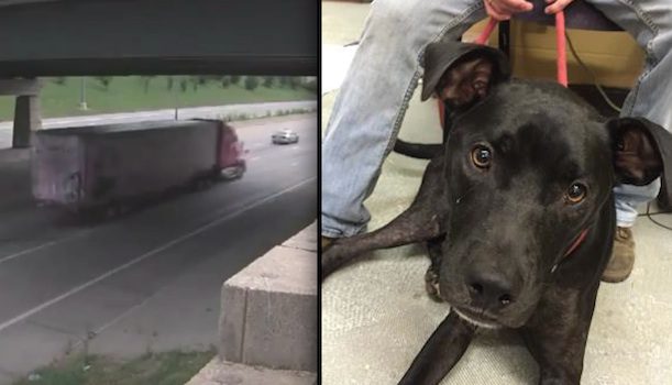 Good Samaritans Help Save Injured Dog And His Companion Off Busy Highway