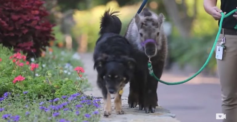 Sweet Dog Is Nanny To Orphaned Takin