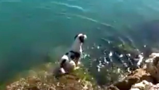 Dog Swims Out To Greet Pod Of Dolphins