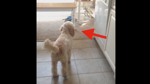Woman Can’t Find Her Glasses, Then She Notices What Her Dog Has Done And Can’t Stop Laughing