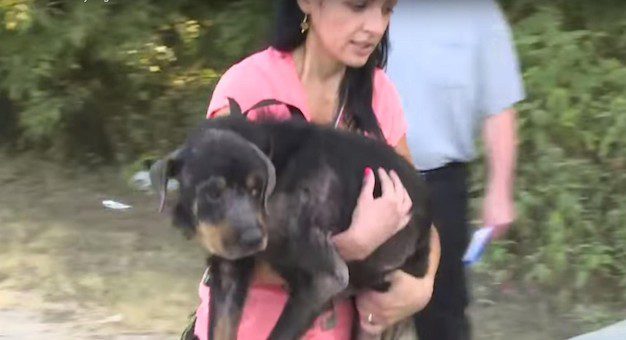 Dog Found Alive While News Crew Follows Rescuer Through Dog “Boneyard”