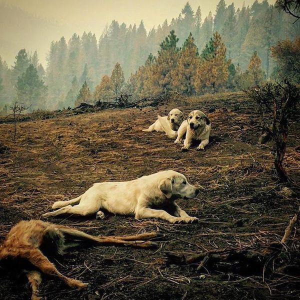 dogs protecting fawn