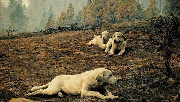 Man Finds Neighbor’s Dogs After A Devastating Fire Then Realizes What They’re Protecting