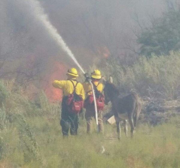 donkey-fire-1