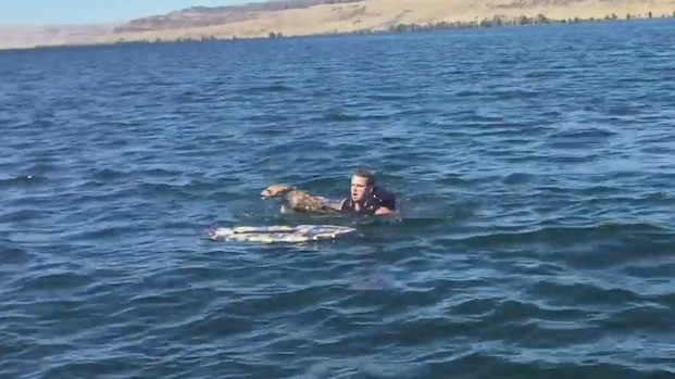 guy rescues drowning fawn