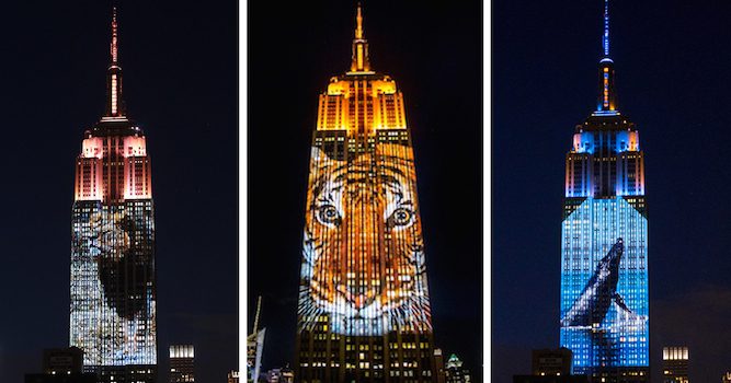 Cecil The Lion And 160 Endangered Animals Light Up New York’s Empire State Building