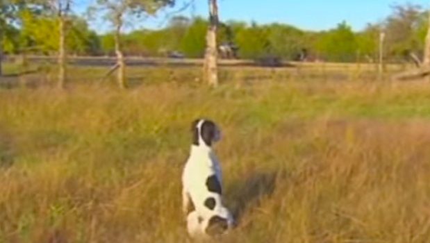 faithful dog