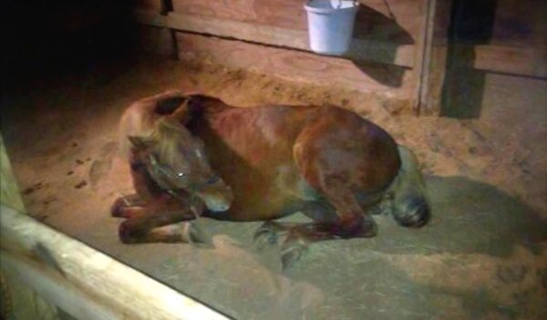 pregnant horse rescued