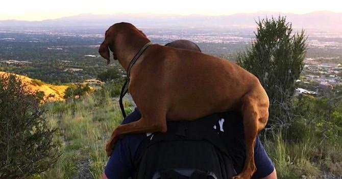 Awesome Firefighter Carries Injured Dog Down Mountain To Safety