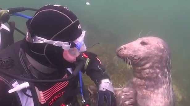 Seal Asks Diver For A Belly Rub And Shows Why They Are Known As The ‘Dogs Of The Sea’