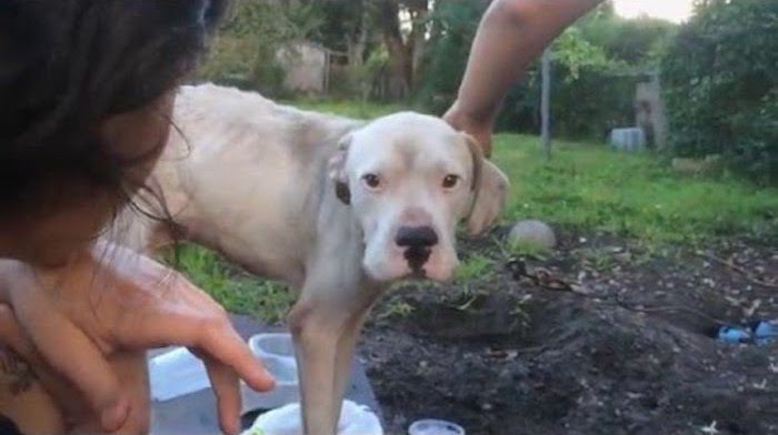 Neighbors Save A Starving Dog Tied To A Tree Behind A House