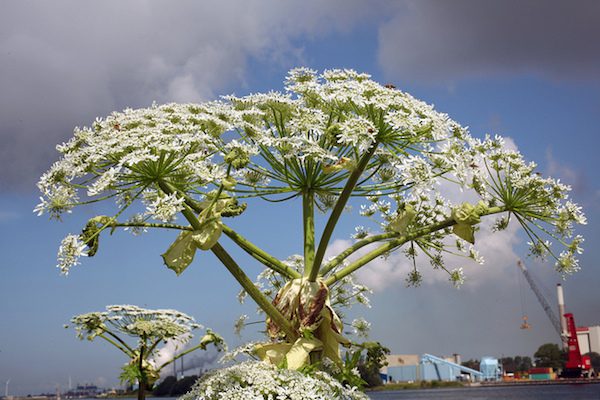 giant hogweed