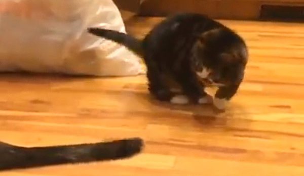Gimli the cat