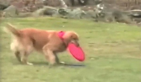 Golden Retriever with frisbees