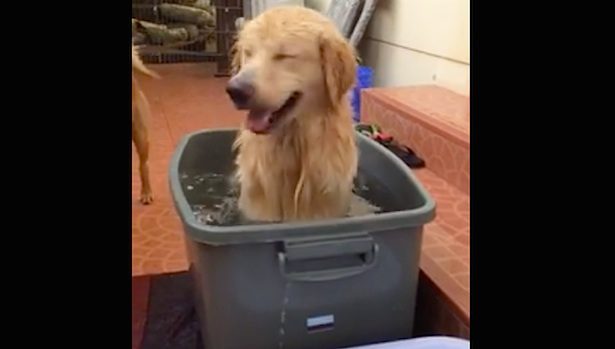 dog in plastic tote