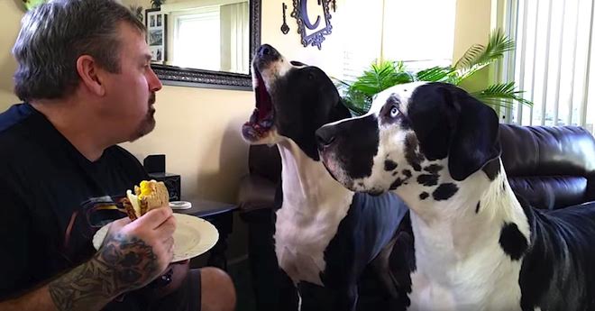 great danes begging
