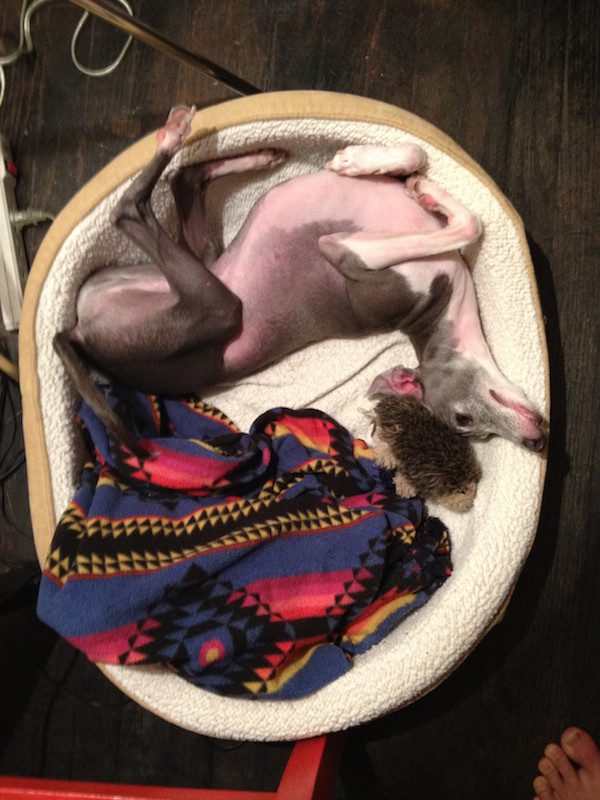 greyhound-1
