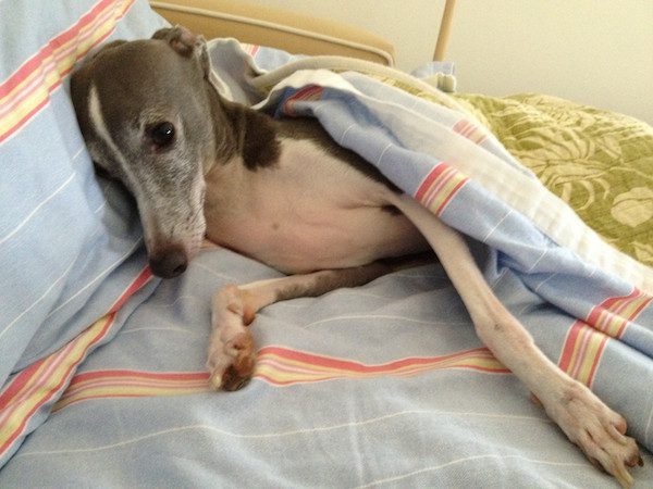 greyhound-10