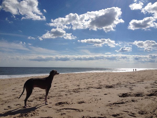 greyhound-2