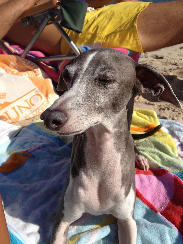 greyhound-4