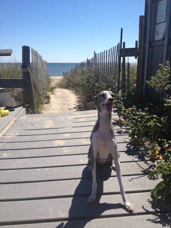 greyhound-7