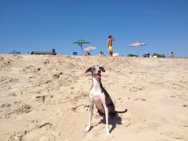 greyhound-8