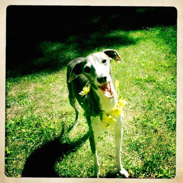 greyhound-9