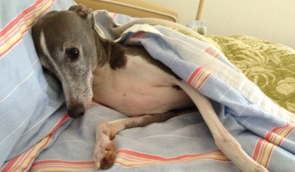 Timid Adopted Dog With Sad Past Goes On Special Trip To Heal His Spirit