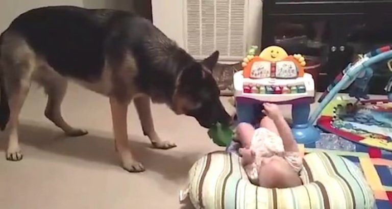 german shepherd plays with baby