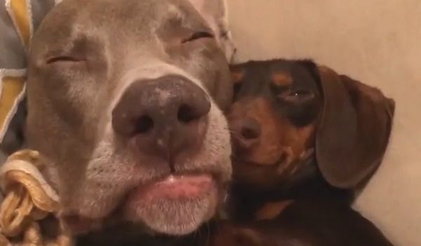 harlow and indiana