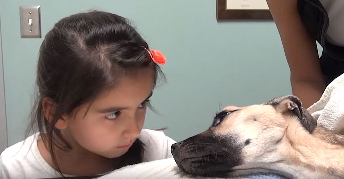 Dog Purposely Starved Near To Death Finds Will To Live