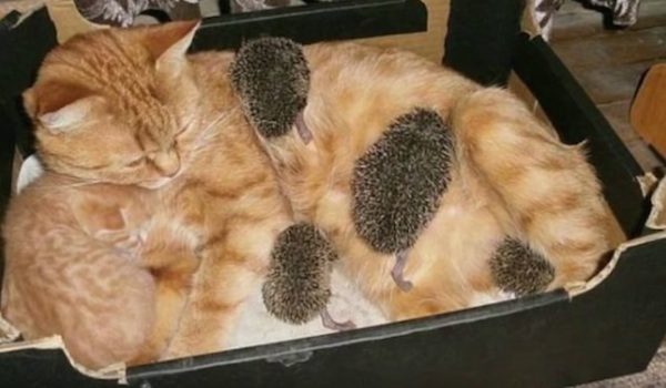 hedgehogs and cat