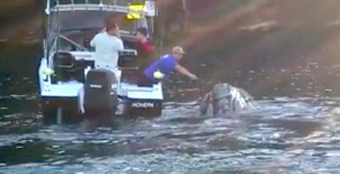 helping whale
