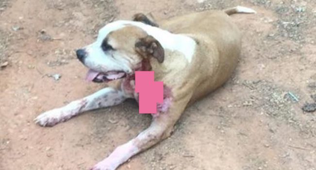 Stray Pit Bull Stabbed While Saving Woman From Knife Attack Finds A Forever Home