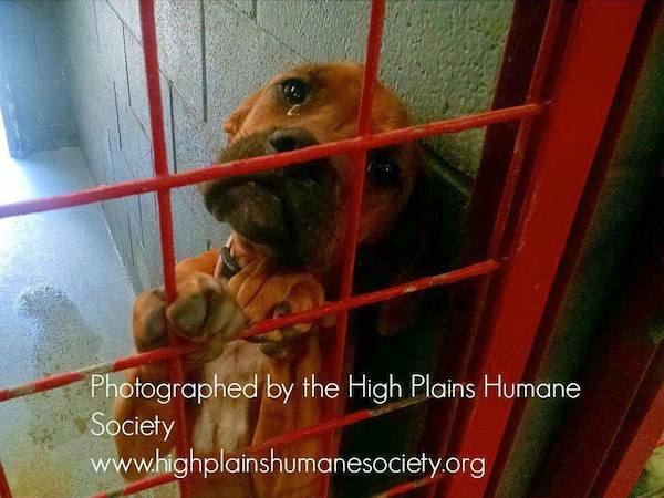 high-plains-rescue-before