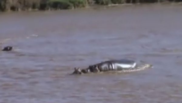 Hippo Saves Baby Zebra Crossing River