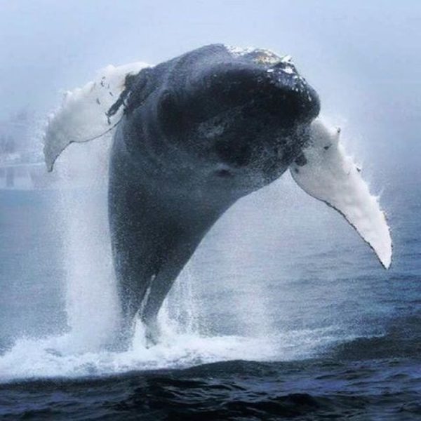 humpback whale